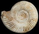 Perisphinctes Ammonite - Jurassic #6866-2